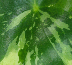 Peperomia polybotrya 'Raindrop' variegata - Root Houseplants
