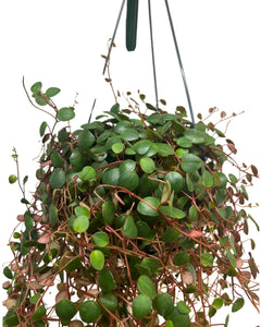 Peperomia prostrata 'Pepperspot' - Root Houseplants
