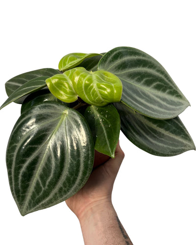 Peperomia pseudovariegata var. sarcophylla - Root Houseplants