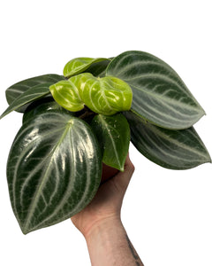 Peperomia pseudovariegata var. sarcophylla - Root Houseplants