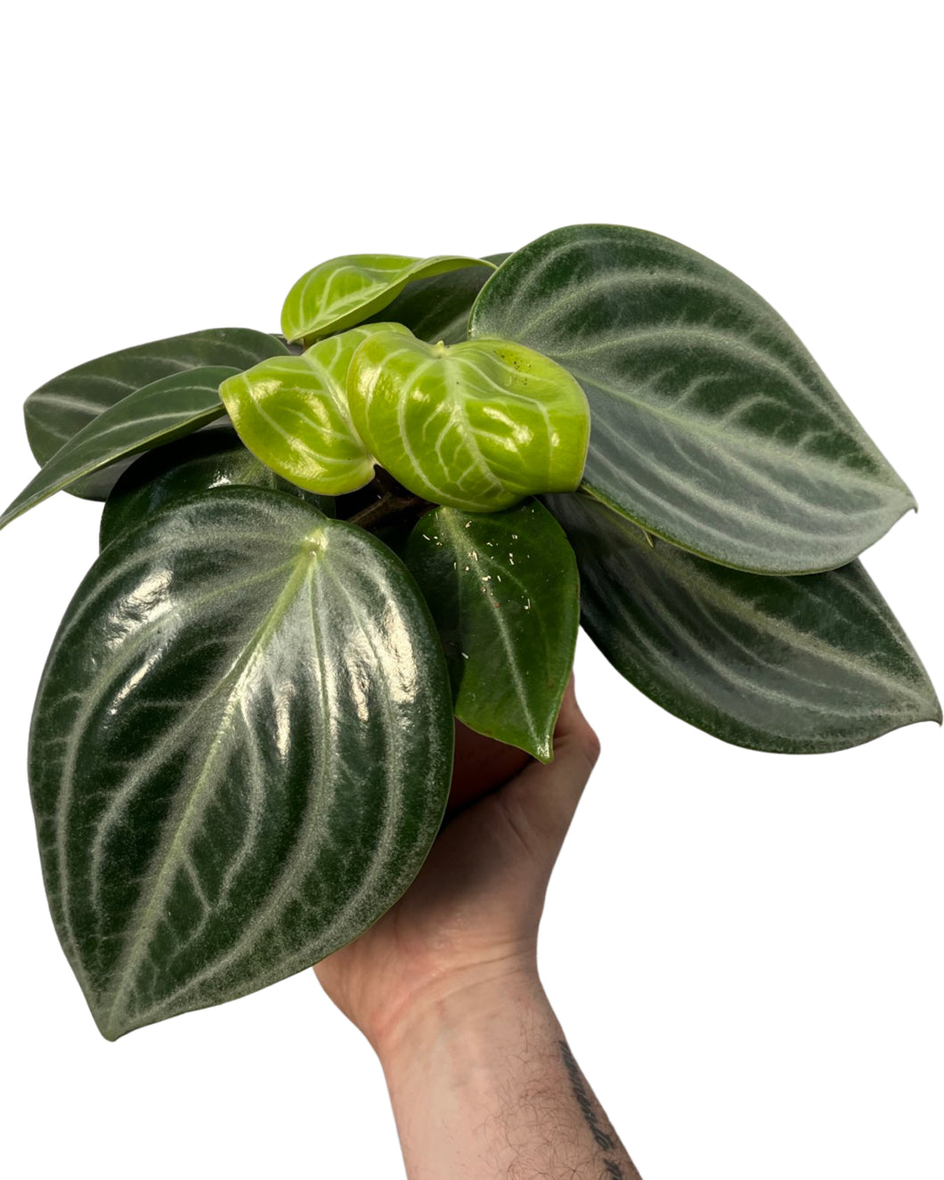 Peperomia pseudovariegata var. sarcophylla - Root Houseplants