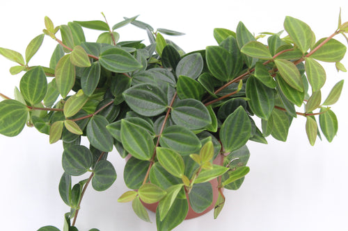 Peperomia quadrangularis 'Rocca Scuro' - Root Houseplants