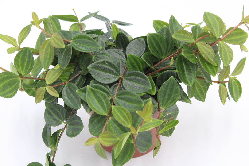 Peperomia quadrangularis 'Rocca Scuro' - Root Houseplants