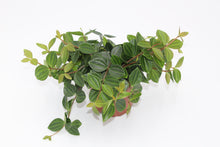 Lade das Bild in den Galerie-Viewer, Peperomia quadrangularis &#39;Rocca Scuro&#39; - Root Houseplants
