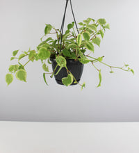 Lade das Bild in den Galerie-Viewer, Peperomia serpens &#39;Variegata&#39; - Root Houseplants
