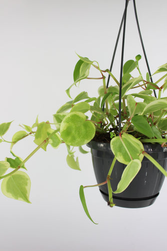 Peperomia serpens 'Variegata' - Root Houseplants