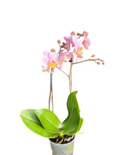 Charger l&#39;image dans la galerie, Phalaenopsis - Root Houseplants

