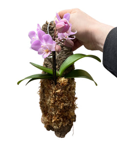 Phalaenopsis - Root Houseplants