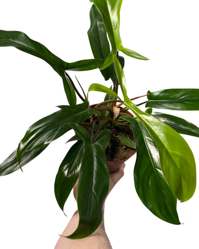 Philodendron 69686 - Root Houseplants