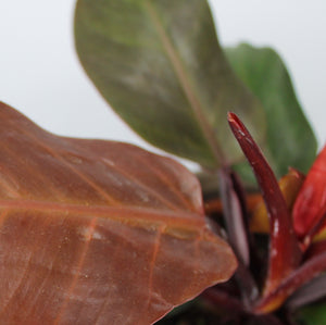 Philodendron 'Cherry Red' - Root Houseplants