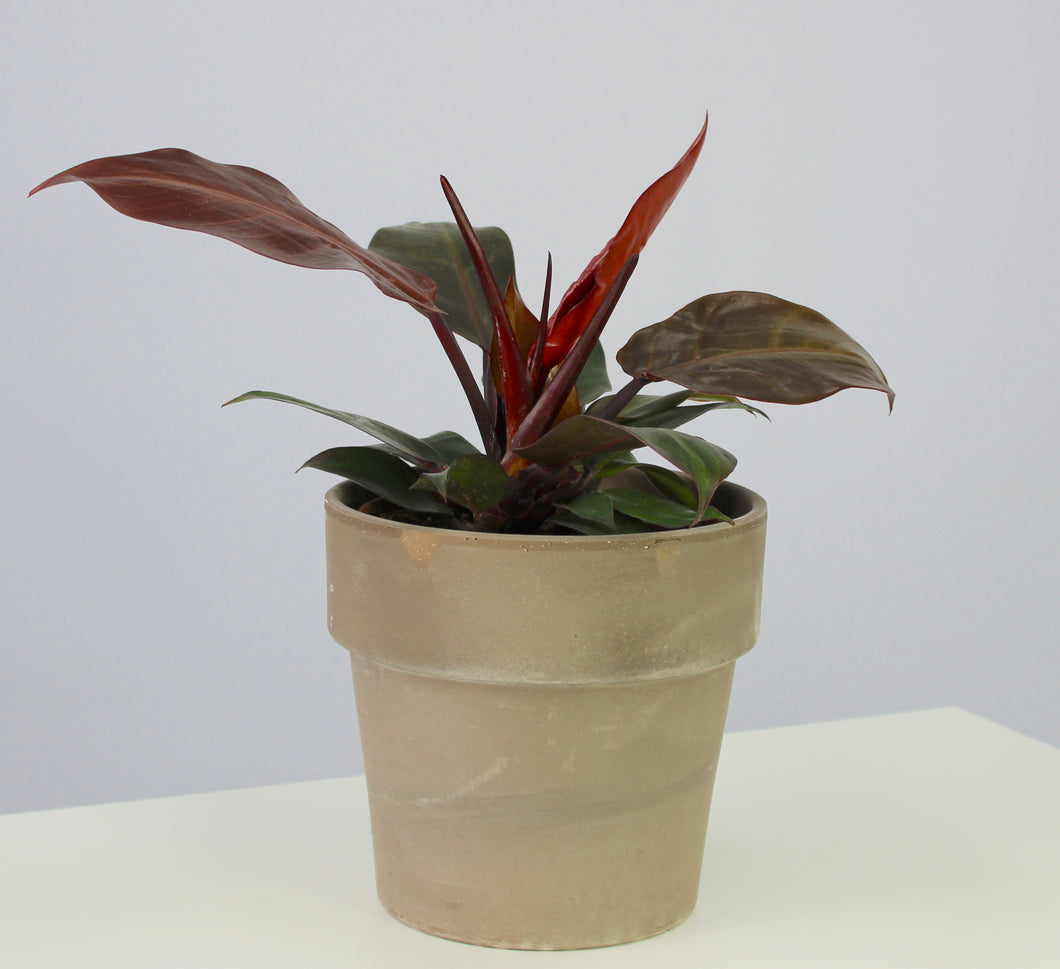 Philodendron 'Cherry Red' - Root Houseplants