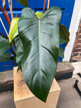 Charger l&#39;image dans la galerie, Philodendron erubescens ‘Red Emerald’ - Root Houseplants
