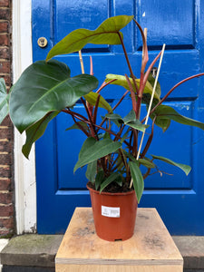 Philodendron erubescens ‘Red Emerald’ - Root Houseplants