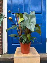 Charger l&#39;image dans la galerie, Philodendron erubescens ‘Red Emerald’ - Root Houseplants
