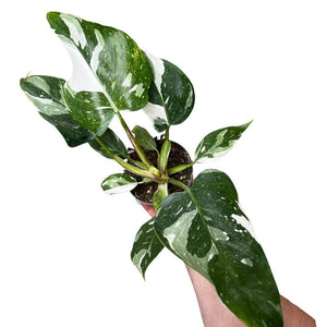Philodendron erubescens 'White Princess' - Root Houseplants