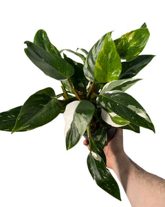 Philodendron erubescens 'White Princess' - Root Houseplants