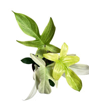 Load image into Gallery viewer, Philodendron &#39;Florida Ghost&#39; - Root Houseplants

