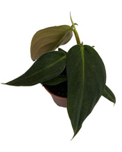 Lade das Bild in den Galerie-Viewer, Philodendron gigas - Root Houseplants
