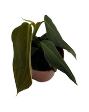 Lade das Bild in den Galerie-Viewer, Philodendron gigas - Root Houseplants
