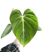 Charger l&#39;image dans la galerie, Philodendron gloriosum - Root Houseplants
