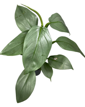 Lade das Bild in den Galerie-Viewer, Philodendron hastatum &#39;Silver Sword&#39; - Root Houseplants
