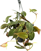 Lade das Bild in den Galerie-Viewer, Philodendron hederaceum var. hederaceum (Micans) - Root Houseplants
