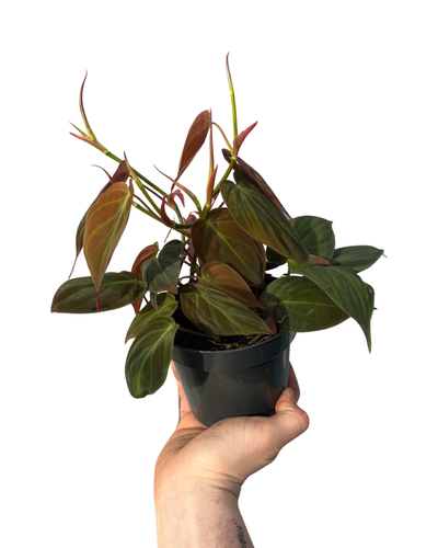 Philodendron hederaceum var. hederaceum (Micans) - Root Houseplants