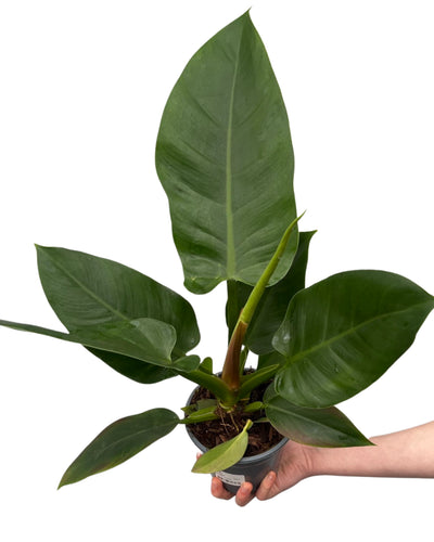 Philodendron 'Imperial Green' - Root Houseplants