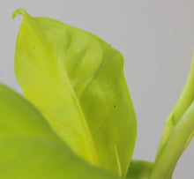 Lade das Bild in den Galerie-Viewer, Philodendron &#39;Lemon Lime&#39; - Root Houseplants
