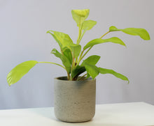 Lade das Bild in den Galerie-Viewer, Philodendron &#39;Lemon Lime&#39; - Root Houseplants

