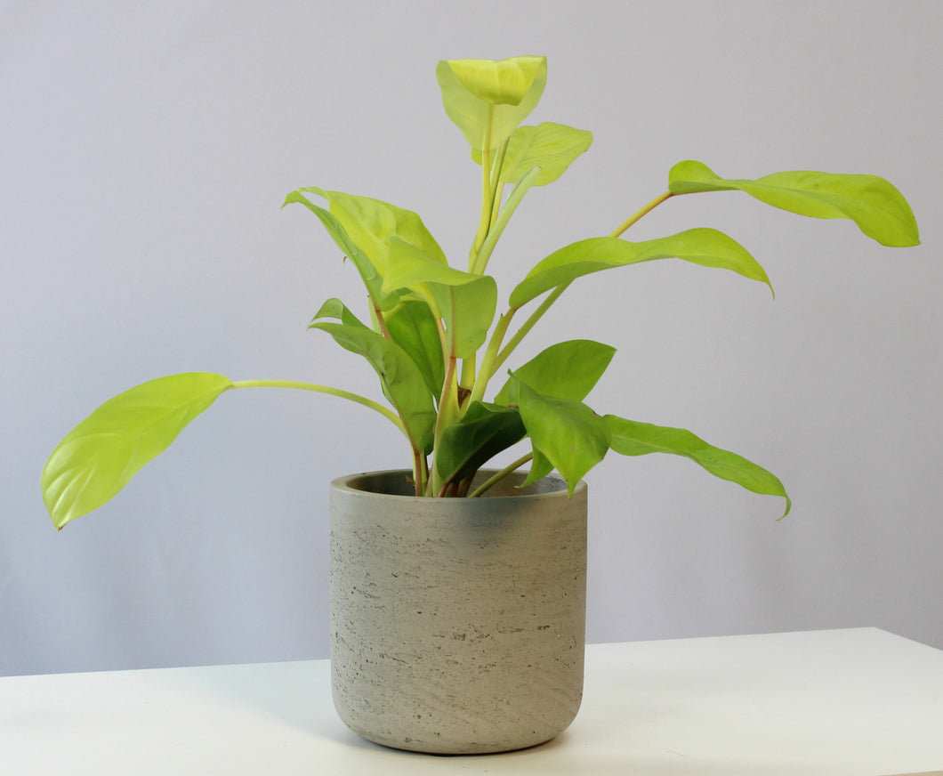 Philodendron 'Lemon Lime' - Root Houseplants