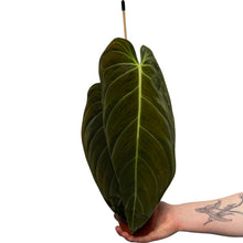 Charger l&#39;image dans la galerie, Philodendron melanochrysum - Root Houseplants
