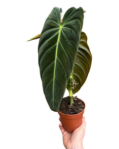 Philodendron melanochrysum - Root Houseplants