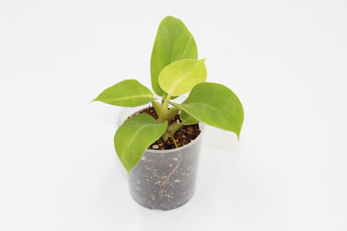 Philodendron 'Moonlight' - Root Houseplants