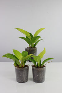Philodendron 'Moonlight' - Root Houseplants