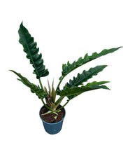Lade das Bild in den Galerie-Viewer, Philodendron ‘Narrow’ - Root Houseplants
