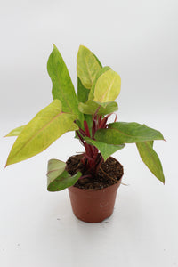 Philodendron ‘Painted Lady’ - Root Houseplants