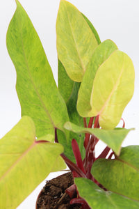 Philodendron ‘Painted Lady’ - Root Houseplants