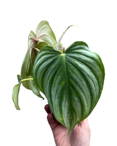 Philodendron pastazanum - Root Houseplants