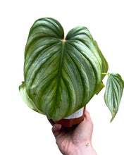 Load image into Gallery viewer, Philodendron pastazanum - Root Houseplants
