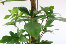 Charger l&#39;image dans la galerie, Philodendron pedatum - Root Houseplants
