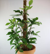 Charger l&#39;image dans la galerie, Philodendron pedatum - Root Houseplants
