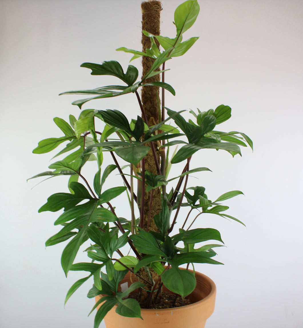 Philodendron pedatum - Root Houseplants