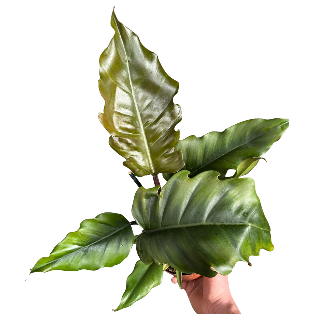 Philodendron 'Pluto' - Root Houseplants