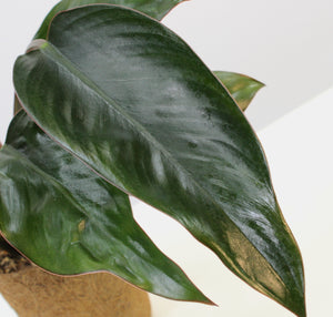 Philodendron 'Rojo Congo' - Root Houseplants