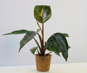 Philodendron 'Rojo Congo' - Root Houseplants