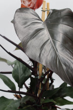 Lade das Bild in den Galerie-Viewer, Philodendron &#39;Ruby&#39; - Root Houseplants
