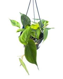 Philodendron scandens - Root Houseplants