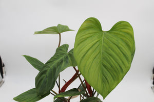 Philodendron sp. 'Fuzzy Petiole' - Root Houseplants