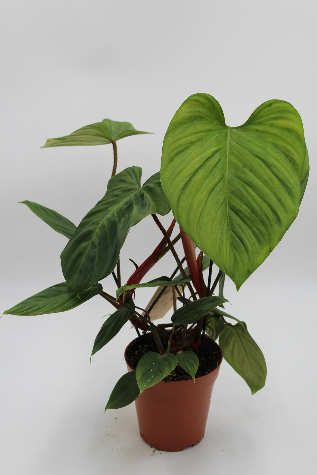 Philodendron sp. 'Fuzzy Petiole' - Root Houseplants